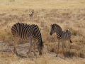 Etosha Zebras2