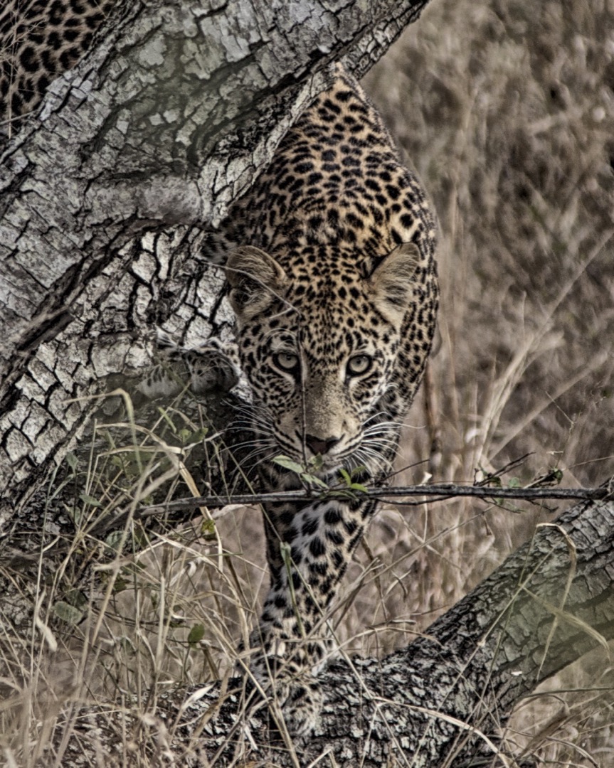 At this point, the leopard is about 15' away from me. He had climbed up into the tree and I started shooting multiple exposures. Suddenly he came back down and looked straight at me. He was on a west to find his mother. He was a 1-2 year young male leopard.