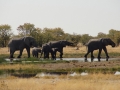 Etosha Elephants4