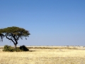 Etosha Landscape