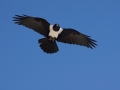 Etosha Sea Eagle