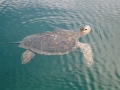 GAL10 Sea Turtle