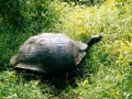 GAL11 Tortoise