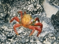 GAL13 Crab