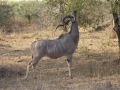 093 SAF Kudu
