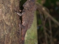 Danum Valley Lizzard