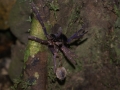 Danum Valley Tarantula