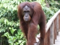 OrangUtan Sepilok close up