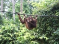OrangUtan Sepilok