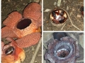 Rafflesia bud, bloom, dead