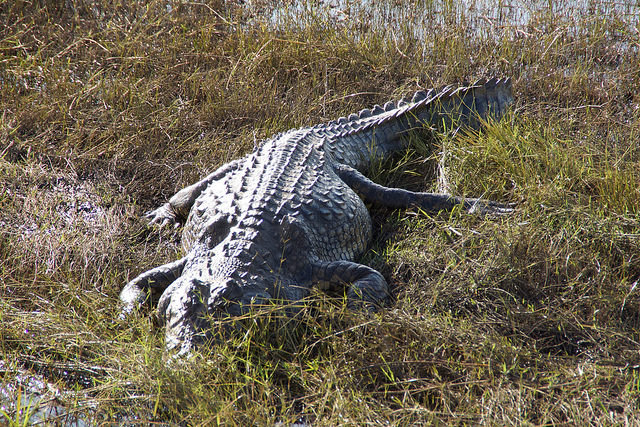 Chobe Crocodile